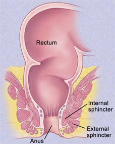 rectum