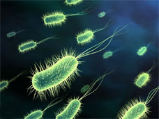 Bacteria-&-Foodborne-illnes