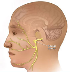 facial nerve