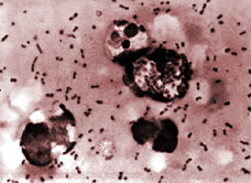 Diseases images
