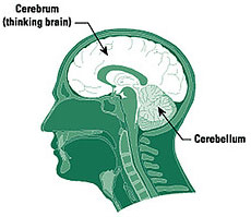 Symptoms of Cerebellar Ataxia