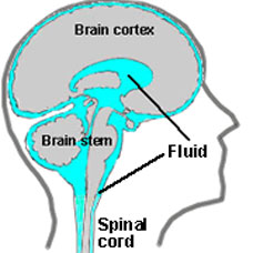 brain and spinal cord