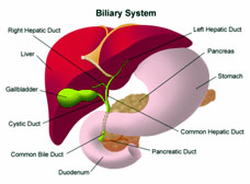 billary system