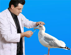 animal doctor