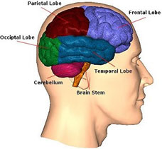 Brain Anatomy and Functi