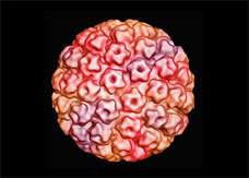 HPV virus a real threat