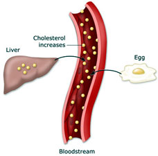 Sources of Cholesterol