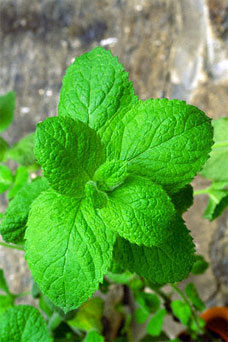 Mint Herb for Cough
