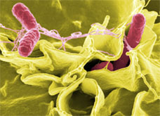 Salmonella-Bacteria