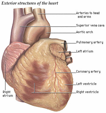 exterior structures of the heart