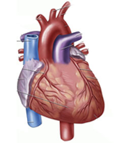 Heart Overview