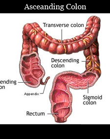 asceanding colon