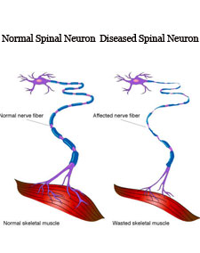 normal spinal