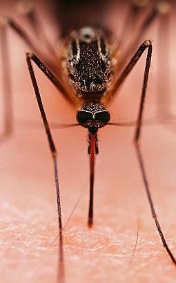 Used to Treat or Prevent Infections  Caused by Susceptible Bacteria